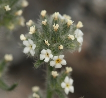 Oreocarya humilis ssp. humilis