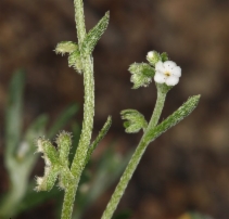 Pectocarya penicillata