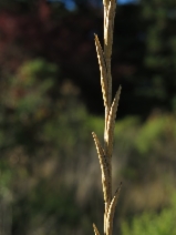 Elytrigia pontica ssp. pontica