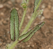 Plagiobothrys arizonicus var. arizonicus