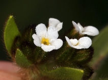 Plagiobothrys fulvus