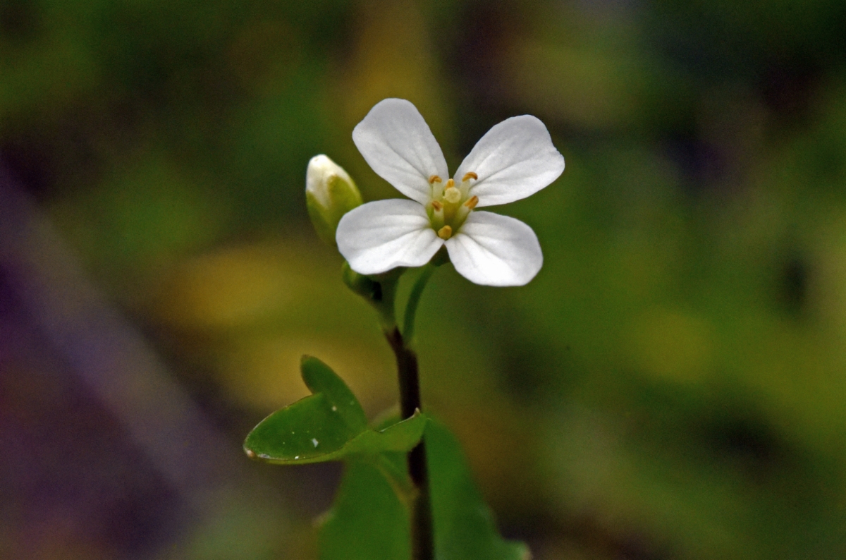 Cardamine breweri