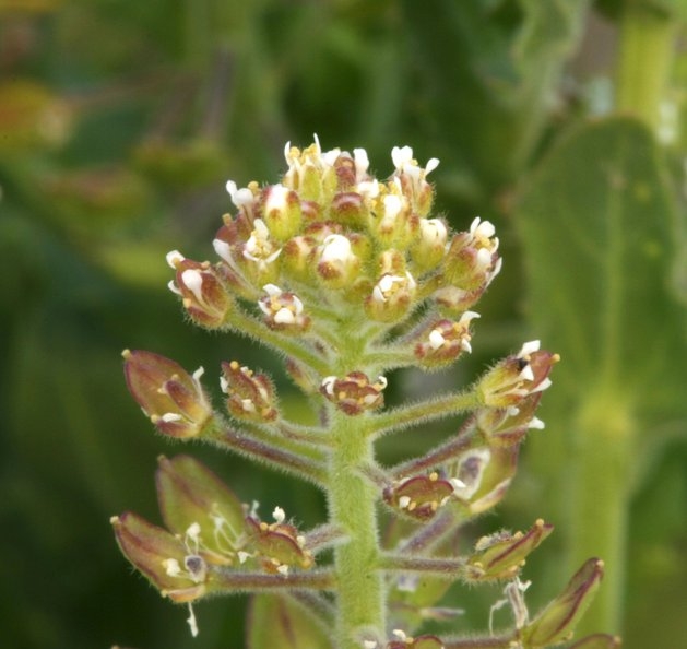 Lepidium campestre