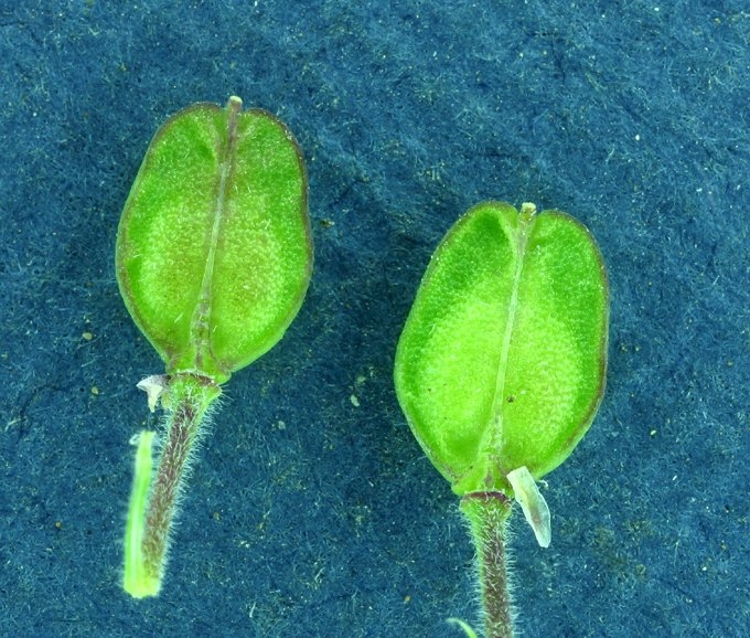 Lepidium campestre