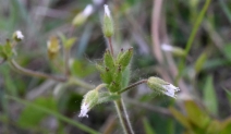 Cerastium fontanum ssp. vulgare*