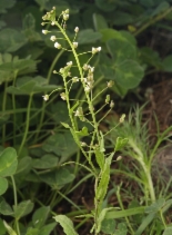 Capsella bursa-pastoris