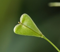 Capsella bursa-pastoris