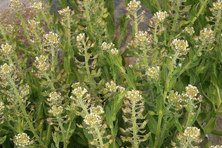 Lepidium campestre