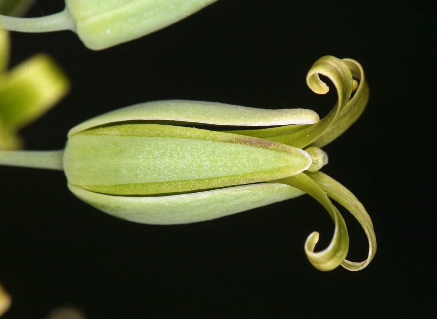 Caulanthus glaucus