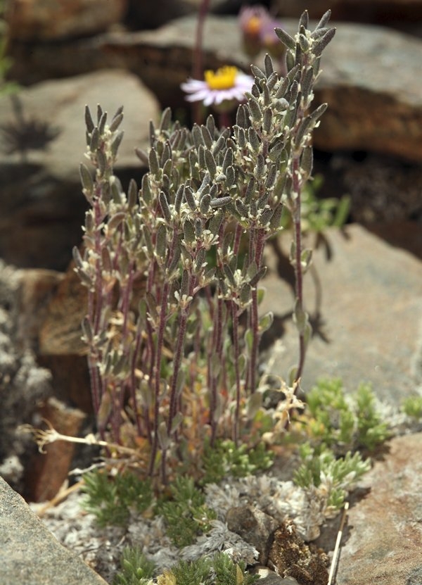 Draba californica