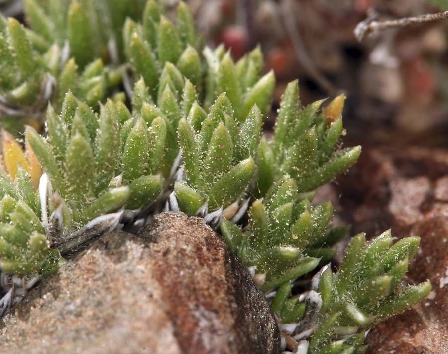 Draba californica