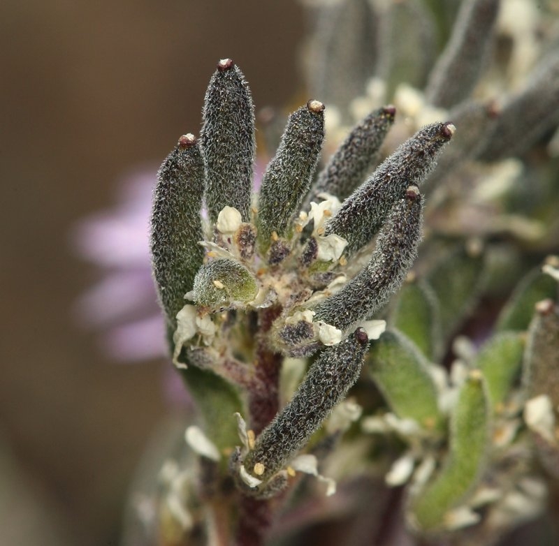 Draba californica