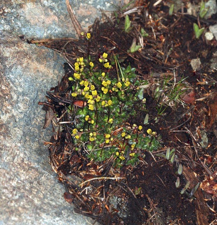 Draba carnosula