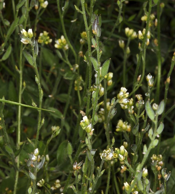 Draba praealta