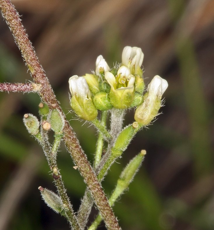 Draba praealta