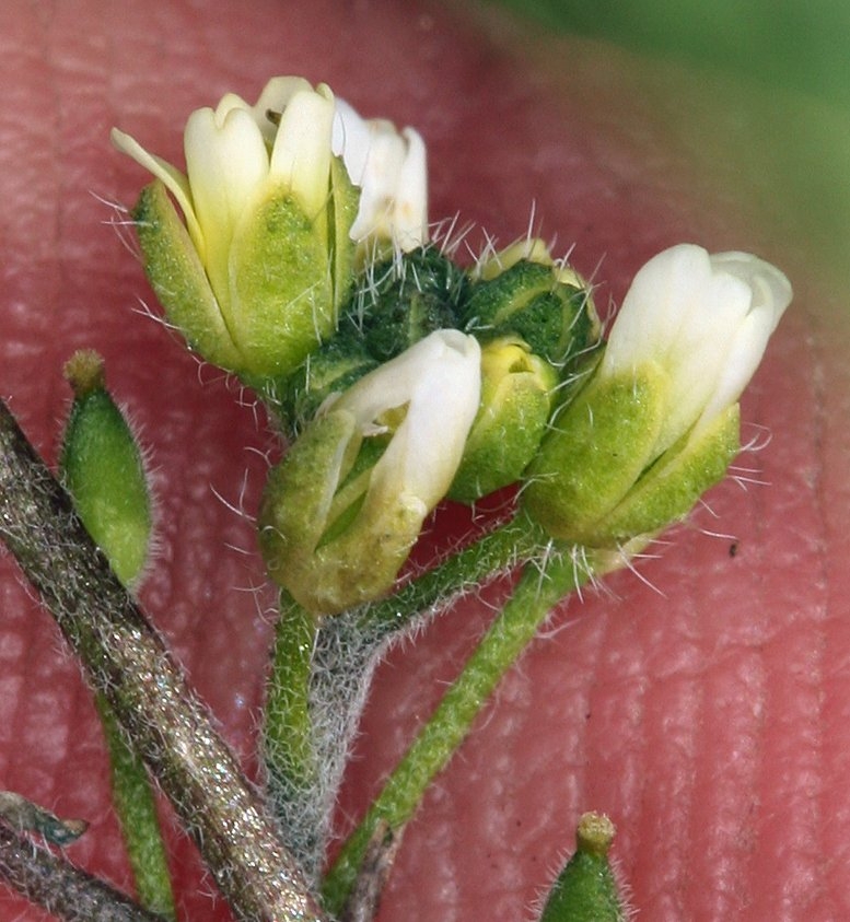 Draba praealta