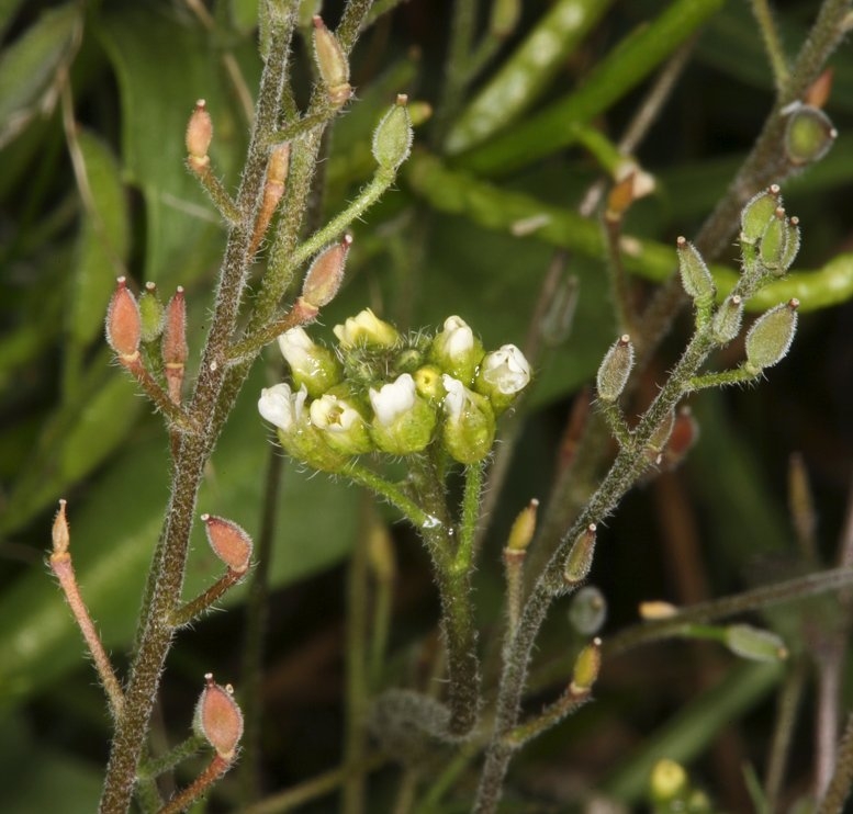 Draba praealta