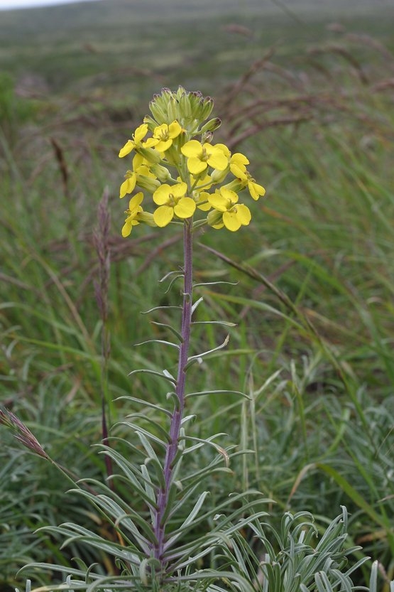 Erysimum insulare