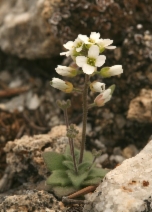 Draba cuneifolia