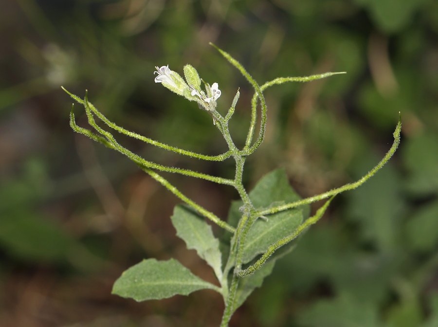 Halimolobos jaegeri