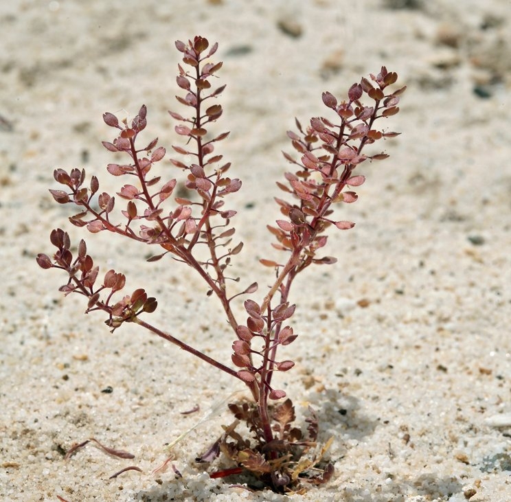 Lepidium densiflorum