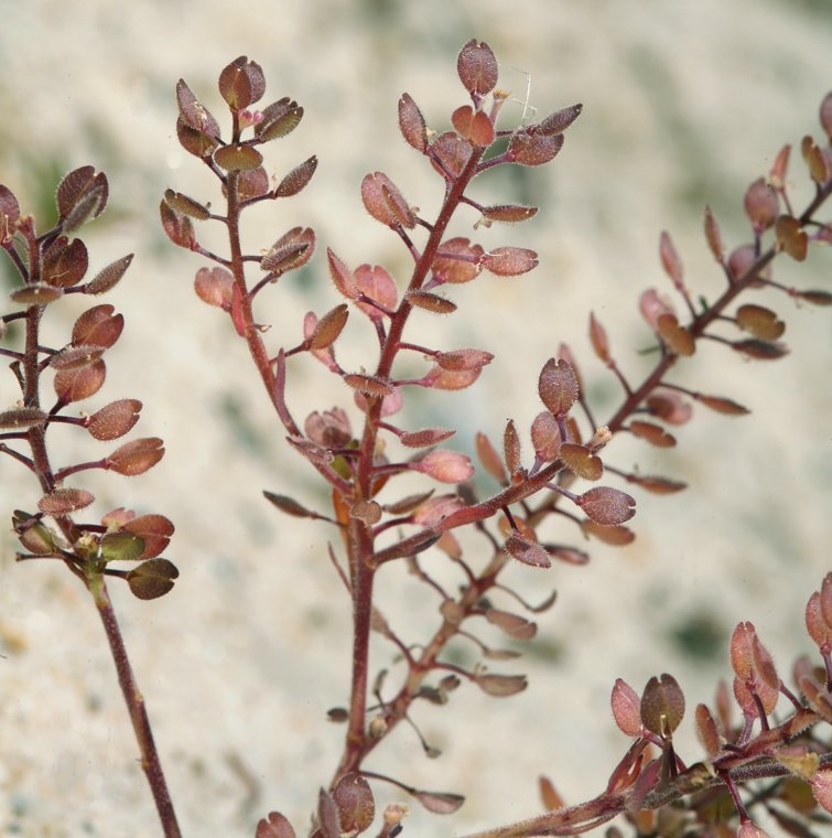 Lepidium densiflorum