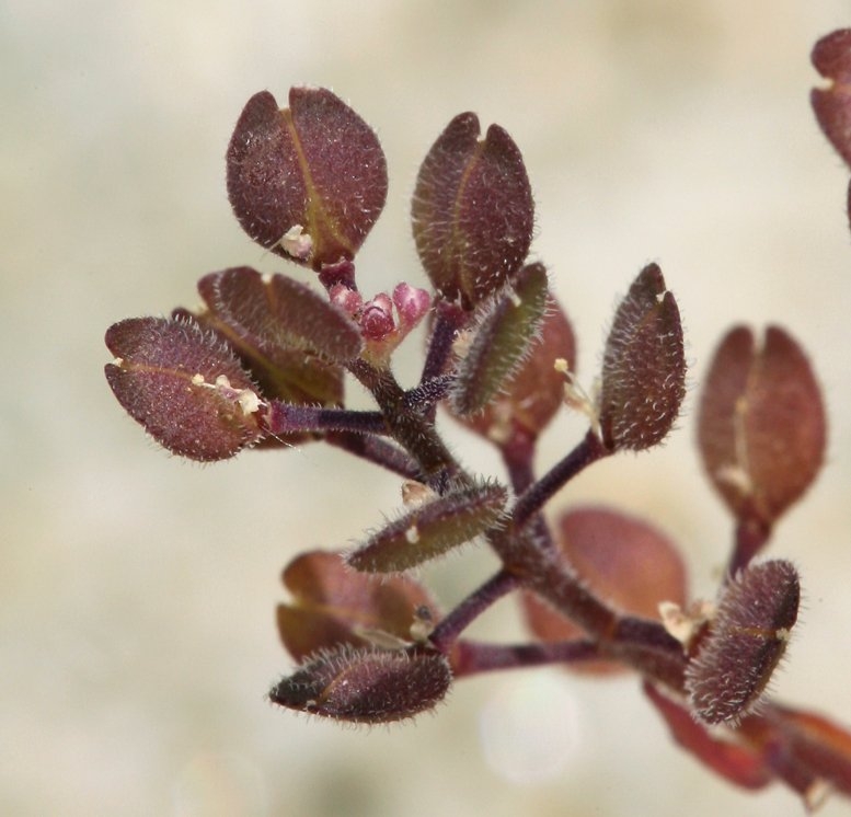 Lepidium densiflorum