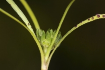 Lepidium latipes var. latipes