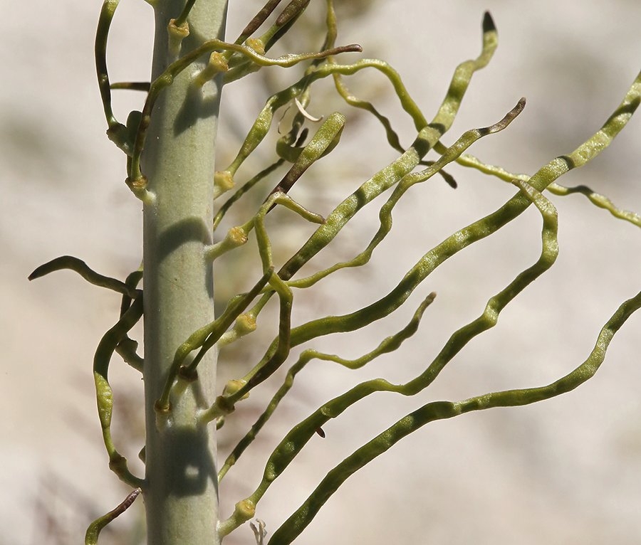 Thelypodium milleflorum