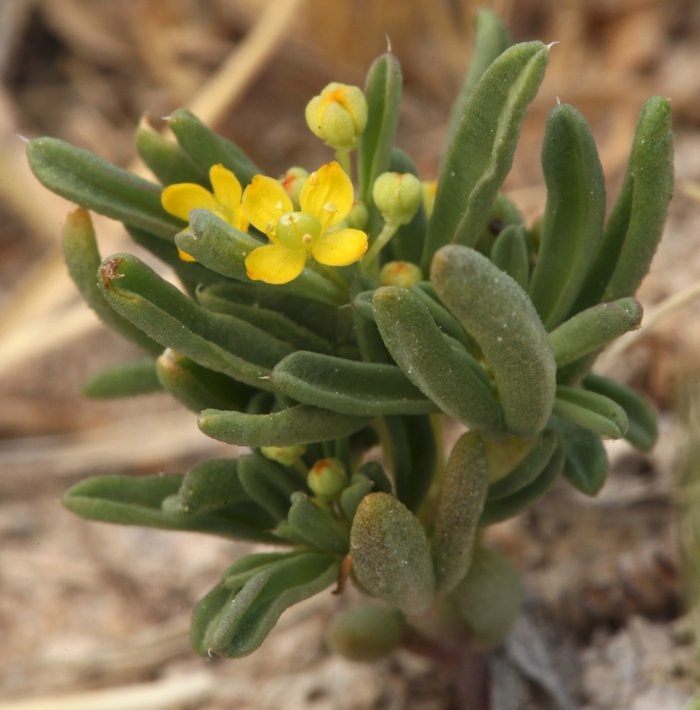 Cleomella brevipes