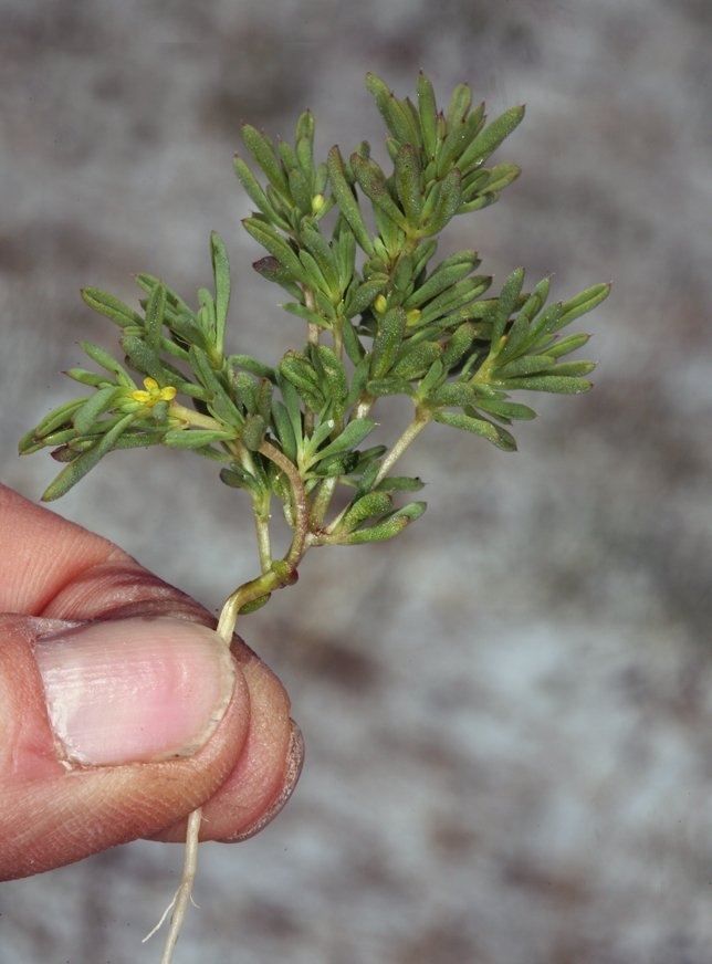 Cleomella brevipes