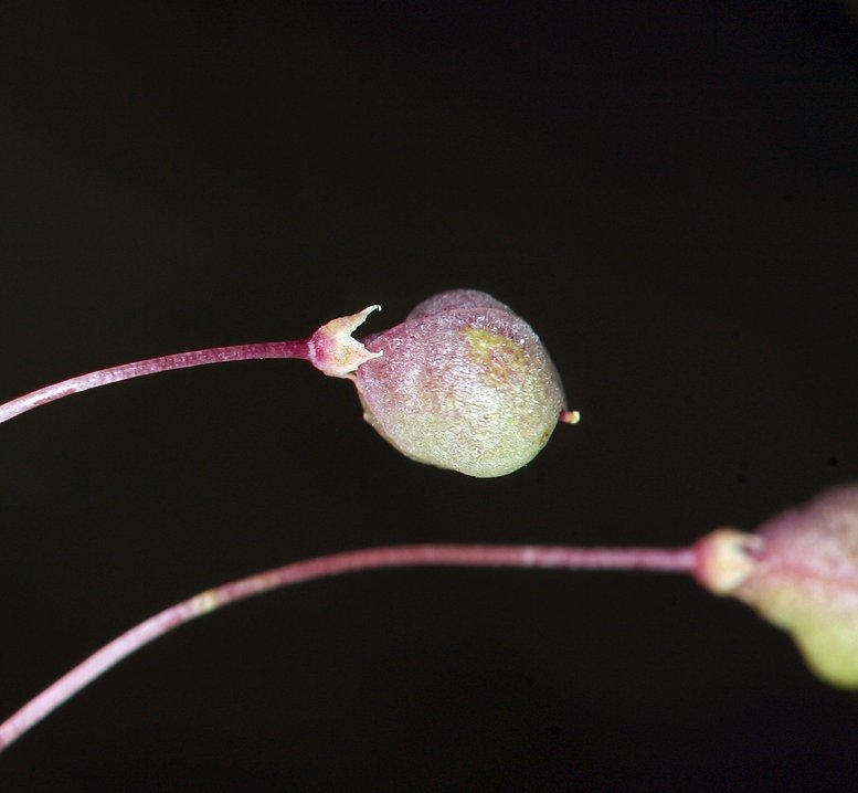 Cleomella brevipes