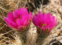 Echinocereus engelmannii