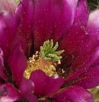 Echinocereus engelmannii