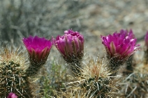 Echinocereus engelmannii