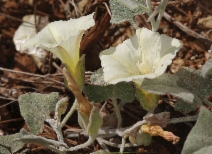 Calystegia malacophylla var. malacophylla
