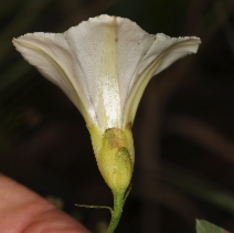 Calystegia occidentalis var. tomentella