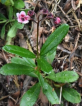 Chimaphila umbellata