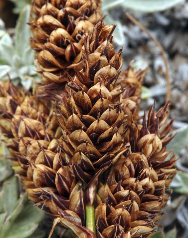 Carex heteroneura