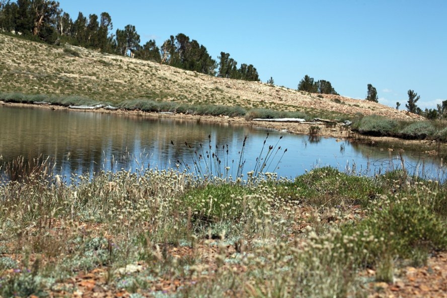 Carex heteroneura