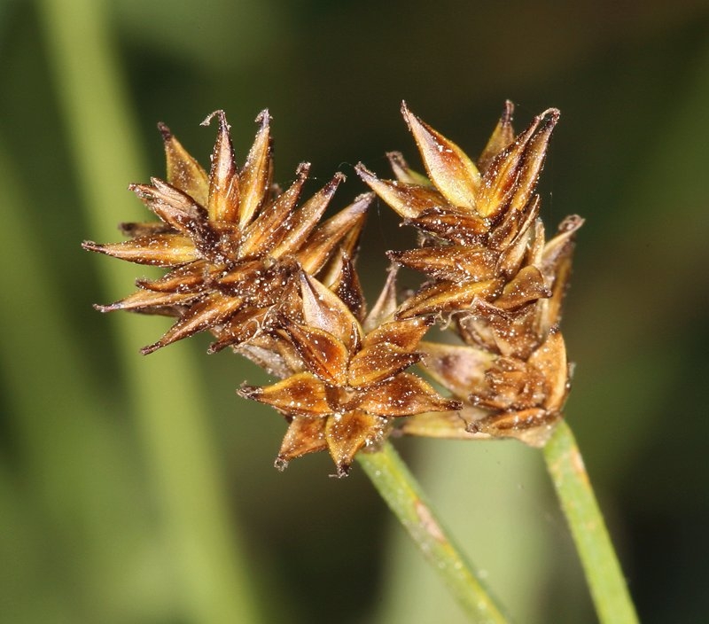 Carex jonesii