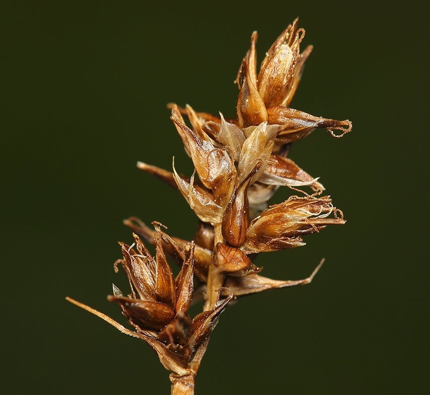 Carex jonesii