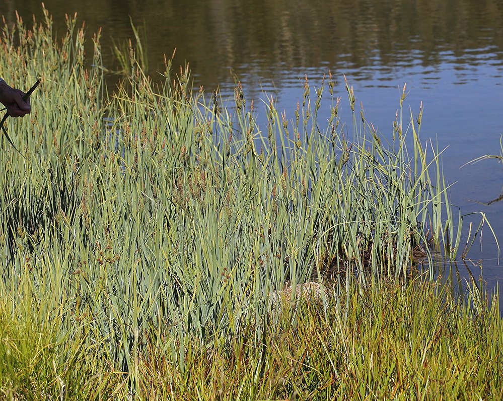 Carex nebrascensis