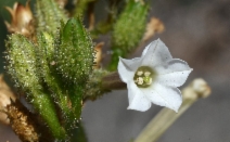 Nicotiana attenuata