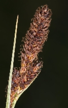 Carex gigas