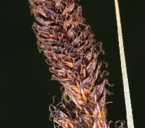 Carex gigas