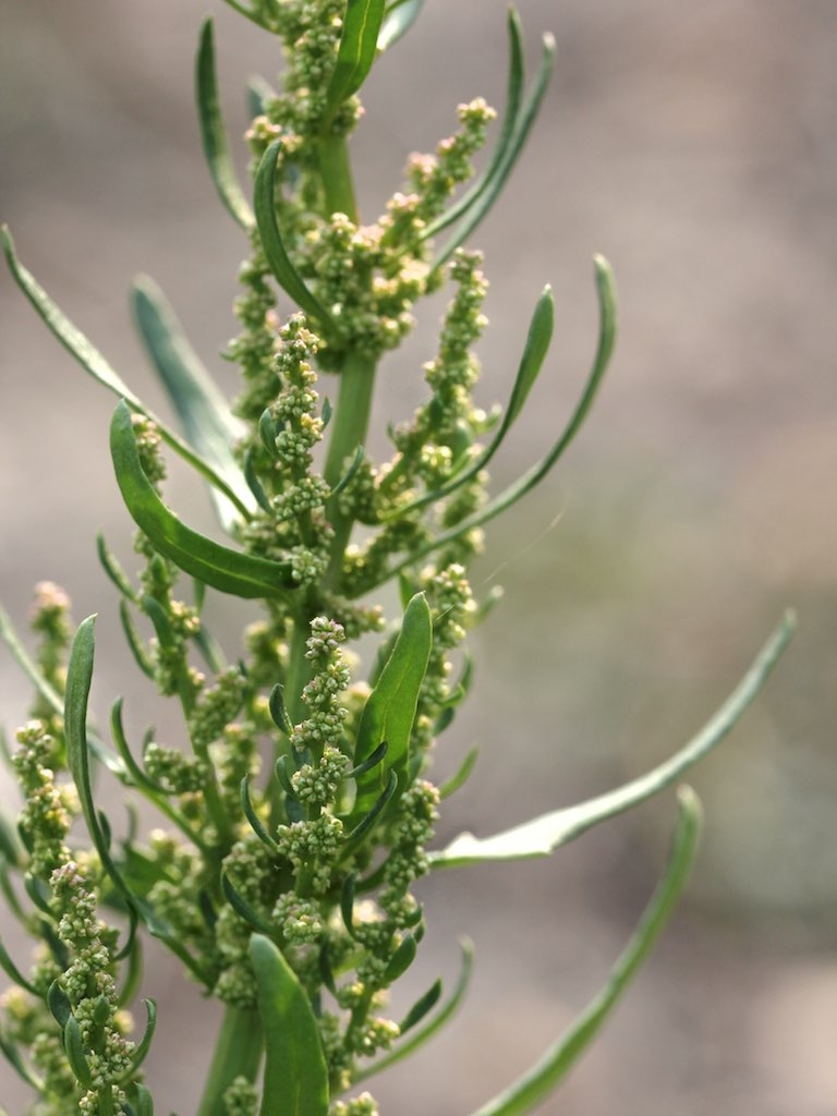 Chenopodium opulifolium