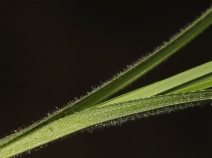 Carex jepsonii