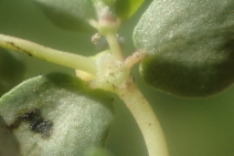 Euphorbia serpens