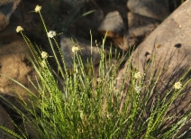 Calliscirpus criniger